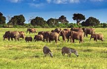  Private Tour of Tsavo East National Park from Mombasa