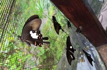 4-Hour Private Tour in Jatiluwih Terraces and Butterfly Park 