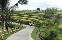 4-Hour Private Tour in Jatiluwih Terraces and Butterfly Park 