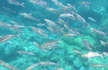 3 Hour Guided Scuba Diving in Trincomalee