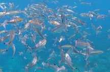 3 Hour Guided Scuba Diving in Trincomalee
