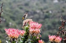 Robben Island, Table Mountain and kirstenbosch from Cape Town