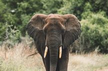 Wildlife Extravaganza: Manyara, Tarangire & Ngorongoro in 3 Days