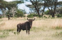 Wildlife Extravaganza: Manyara, Tarangire & Ngorongoro in 3 Days