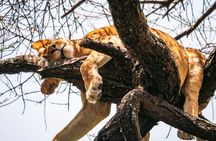 Wildlife Extravaganza: Manyara, Tarangire & Ngorongoro in 3 Days