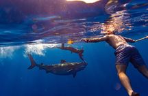 Private Shark Dive, Oahu, Hawaii (6 Guest)