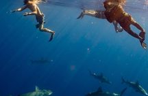 Private Shark Dive, Oahu, Hawaii (6 Guest)