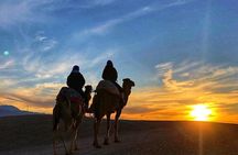 Dinner Under the Stars Desert Agafay & Sunset Camel Ride 