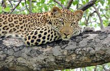 Aquila Safari Full Day Tour Spot the Big Five from Cape Town