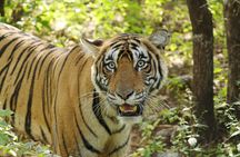 Chitwan National Park Tour