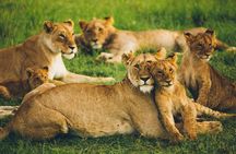 7-Day Amboseli, Lake Naivasha and Masai Mara Safari