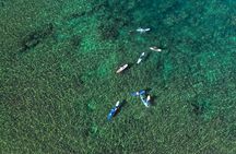 Private Surf Lesson for 3-5 People in North Shore Oahu