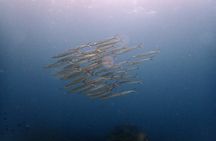 PADI Discover Scuba 3 Times Diving Phuket