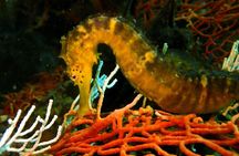 PADI Discover Scuba 3 Times Diving Phuket