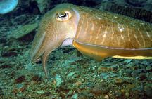 PADI Discover Scuba 3 Times Diving Phuket