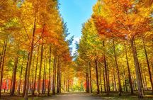Seoraksan, Nami Island & Morning Calm Garden Day Tour from Seoul
