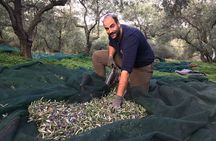 In Crete Discover the miracle of Olive Oil and Organic Fruits