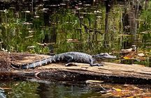 2-Hr Blackwater Kayak Tour just outside Charleston