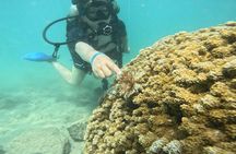 Beginner Scuba Experience with Video Package in Honolulu
