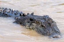 Crocodile Jumping Boat Cruise with Transfer from Darwin