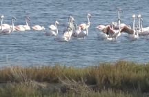Day tour of Apollonia Park, Vlore and Narta from Tirana&Durres