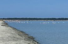 Day tour of Apollonia Park, Vlore and Narta from Tirana&Durres