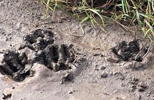 Half Day Kruger Safari Private Tour 