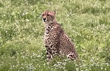Half Day Kruger Safari Private Tour 