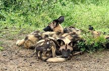 Half Day Kruger Safari Private Tour 