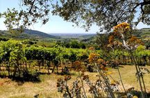 Verona - Cellar Tour and Tasting of NATURAL WINES