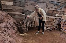 Private Tour in Atlas Mountain and 3 Valleys with Camel Ride