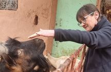 Private Tour in Atlas Mountain and 3 Valleys with Camel Ride