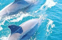 Walk and dolphin watching in Fuengirola + 1 drink