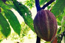 Private Tour: Cocoa, Coffee, Local Market and Cigars Factory 