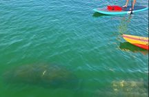 Dolphin and Manatee Tour of Marco Island by Kayak or SUP