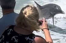 Private Best of Marco Island Dolphin Tour