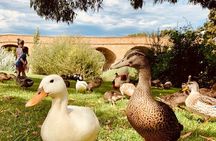 Shore Excursion: Nipaluna (Hobart) Highlights 