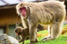 Kyoto Arashiyama Walking Tour - Bamboo, Monkeys, Temple & Secrets
