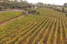Vesuvius wine tasting with company tour