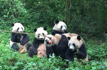 Sanxingdui Museum+Chengdu Panda Base or Jinsha Site Tour 