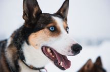 Husky Long Trail Adventure in Arctic Circle