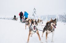 Husky Long Trail Adventure in Arctic Circle