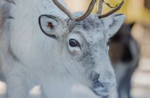 Reindeer Experience with Sledge Ride