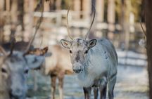 Reindeer Experience with Sledge Ride