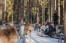 Reindeer Experience with Sledge Ride