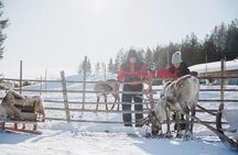 Reindeer Experience with Sledge Ride