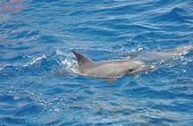 Satayeh Reef , Swimming with Dolphins, Snorkeling in Marsa Alam