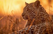 Full Day Safari to Mikumi National Park from Zanzibar with Lunch
