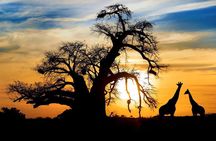 Full Day Safari to Mikumi National Park from Zanzibar with Lunch