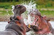 Full Day Safari to Mikumi National Park from Zanzibar with Lunch
